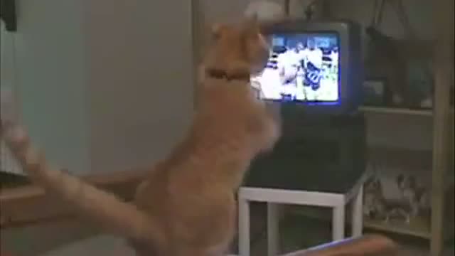Watch Amazing Eye Of The Kittens Video