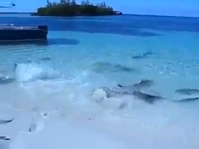 Watch Hungry Fish Video