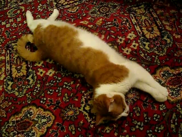 Watch The Cat's Life Video Video