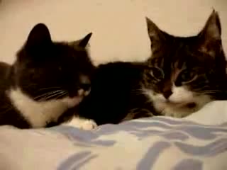 Watch Cat Talking, Funny Translation Video
