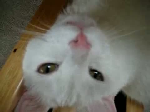 Watch What Cats Are Really Thinking Video Video