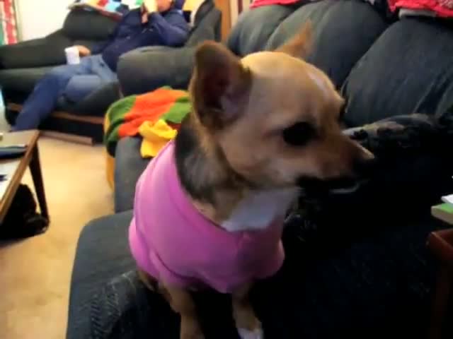 Watch What Dogs Are Really Thinking Video Video