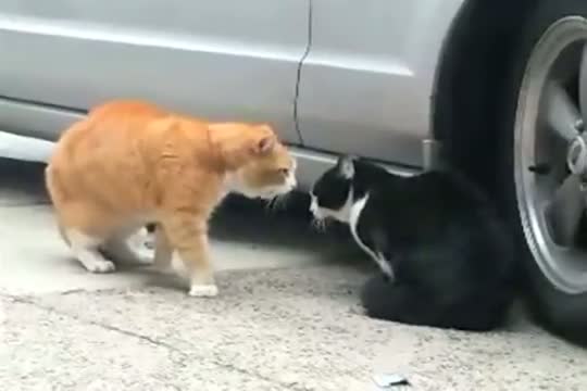 Watch Talking Cat Turf War Video Video