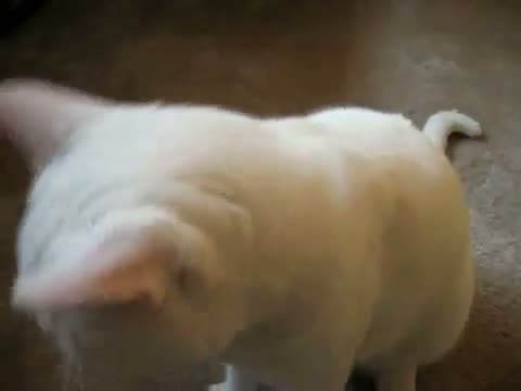 Watch Talking Cat - Too Much of a Good Thing Video Video