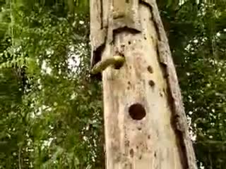 Watch Snake vs Bird Fight, Must Watchhh Video