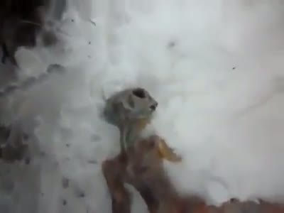 Watch Dead Alien in Russia , Must Watch Video