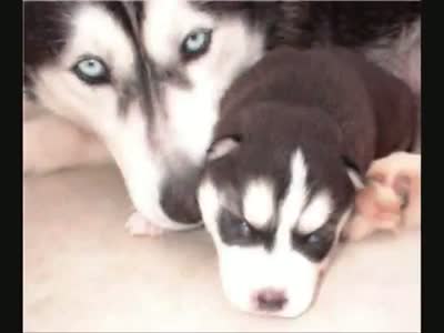 Watch World Dangerous, Dog for Dog Loverrs Video