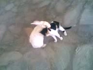 Watch O PONIROS KOUNELOS EPISTREFEI!! Video