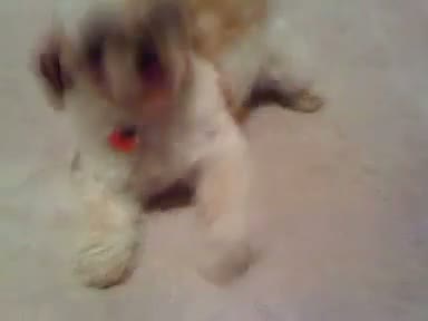 Watch My dog "Magic" - The BESTEST Dog Ever Video