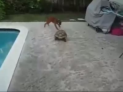 Watch DOG VS Turtle Video