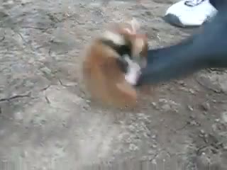 Watch CUTE BUT VERY DANGER Video