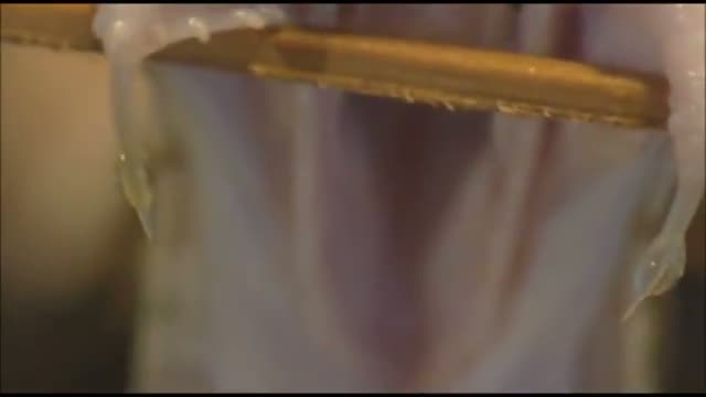 Watch This is What Snake Venom Does to Blood! Video