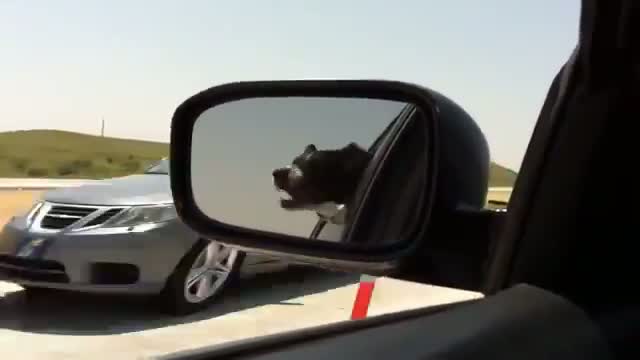 Watch Dog trying to bite every car Video