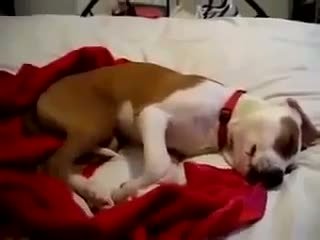 Watch Dog laughing in your dreams Video