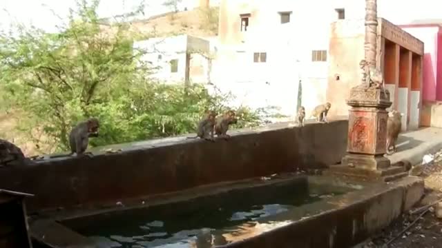 Watch Monkeys Jumping into the Swingpool Video