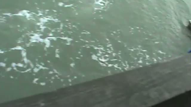 Watch The One That Got Away! - Shark Bait Video