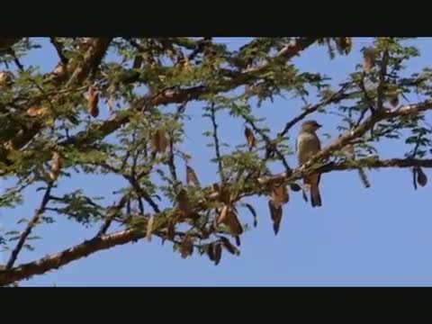 Watch Honey Guide Bird Amazing! Documentary Video