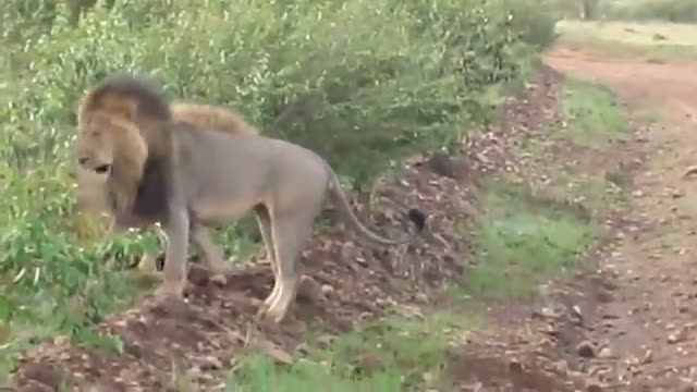 Watch Lion Fight Big male lions HD Video Video