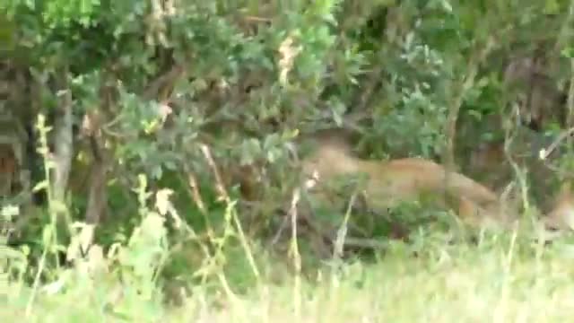 Watch Lion Fight - Big Male Lions2 HD Video Video