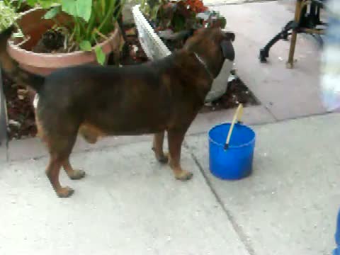 Watch Homeless Dog collects tips in Miami. Video