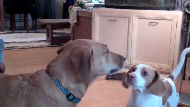 Watch Dog Fight Ends with Kiss Video