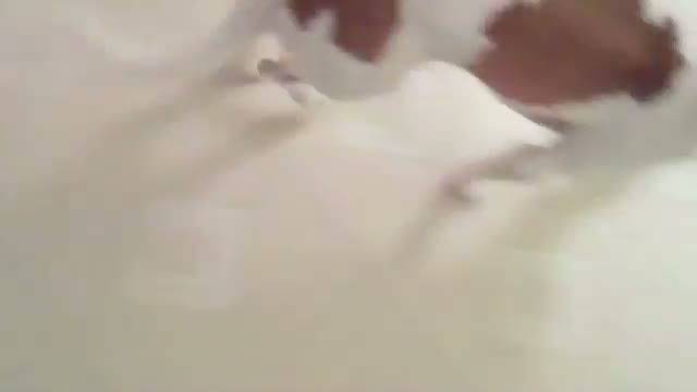 Watch Doggy Dance Fail Video