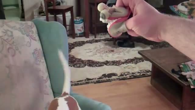 Watch Dog vs. Puppet Video