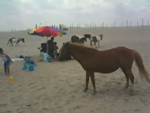 Watch Assateague Ponies Video