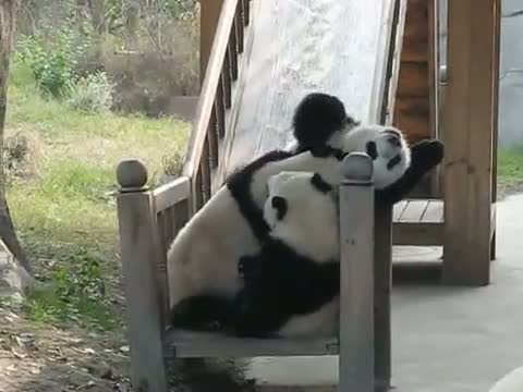 Watch Pandas on a Slide Video