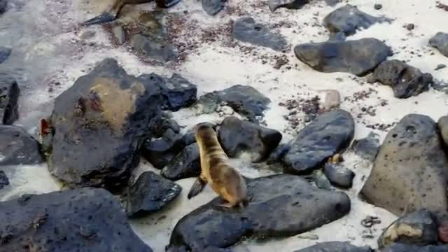 Watch Sea Lion Pup Finds its Mother Video