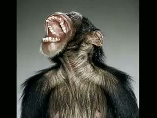 Watch Extreme Funny Chimpanzee Get a Hair Cut Video