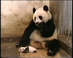 Watch Funny Panda Sneezes Video