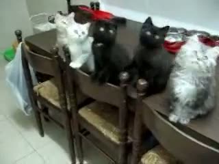 Watch Funny Cat Videos, Cute Pets Cute kittens Video