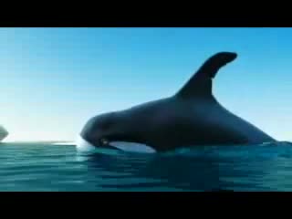 Watch Funny Penguins Video