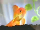 Watch funny fish and cat Video
