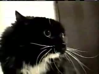 Watch Very Funny Talking Cat Video