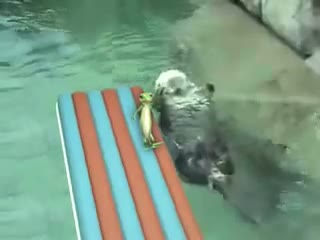 Watch Otters Hholding Hands, and a Gecko Video
