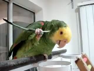 Watch Very Funny Itchy Parrot Video