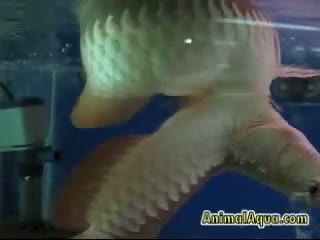 Watch Funny and Amazing Fish Video
