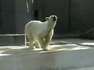 Watch Dancing Polar Bear Video