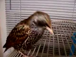 Watch Funny Talking Bird Video