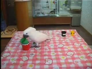 Watch Very Funny Cool Parrot Tricks Video