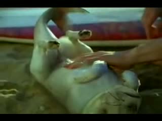 Watch Funny Volkswagen SpaceFox, Animal Videos Video