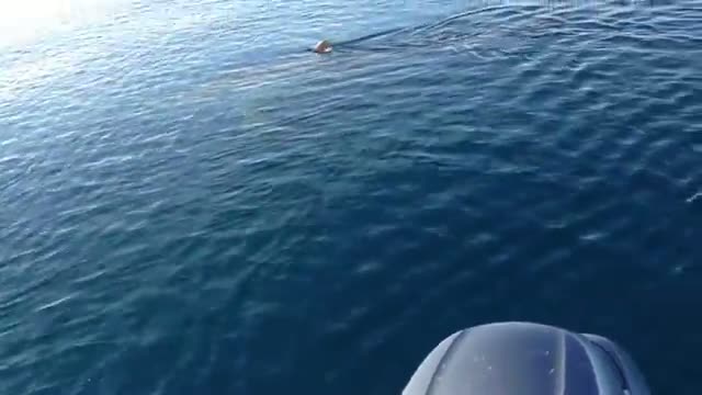 Watch Great White Shark in HD (part 2) Video