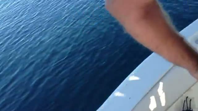 Watch Great White Shark Hits Boat in HD (part 1) Video