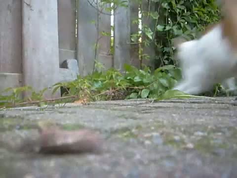 Watch 2 fighting cats! must watch! Cat also scratched my cam! Video