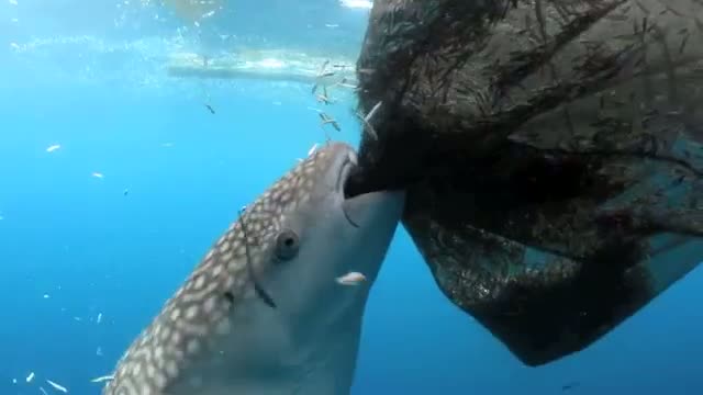 Watch Whale shark sucks fish out of hole in fishing net - Conservation International (CI) Video