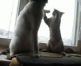 Watch Funny Cat Fight Video Video