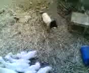 Watch Scary Masked Sheep Video
