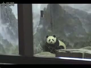 Watch Panda Escape - Very Funny Video